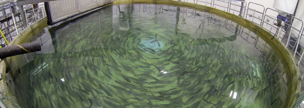 Sustainable Aquaculture Feeding Those in Need.jpg