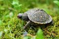eCard - Baby turtle in grass
