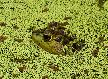 eCard - Bullfrog in duckweed